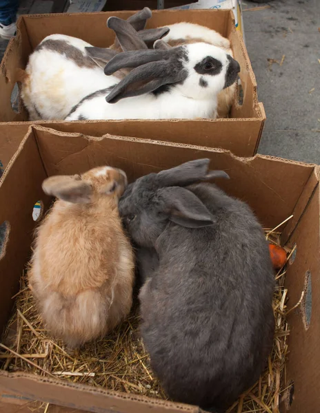 Rabbits on the animal market in Mol (Belgium) waiting in boxes to be sold to a new family.