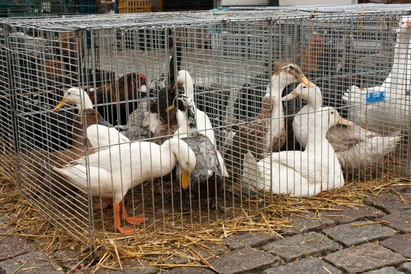 Качки Гуси Тваринному Ринку Мол Бельгія Чекають Коробках Щоб Продали — стокове фото