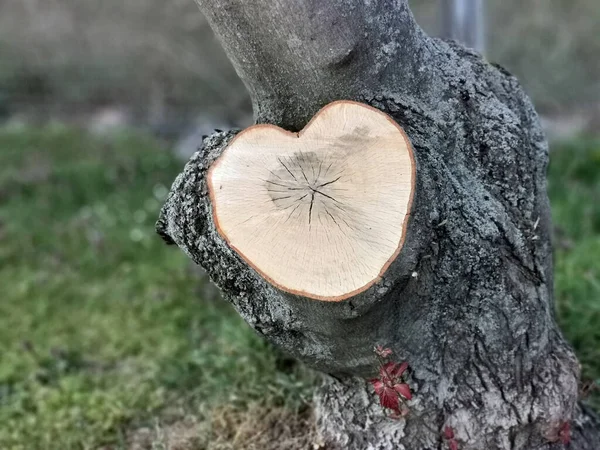 Гілка Дерева Розпиляється Формі Серця Сонці — стокове фото