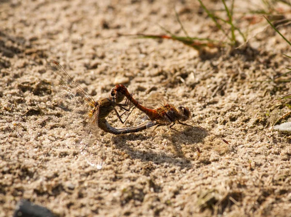 Dragonfly Sitting Ground Reproducing — Stock fotografie