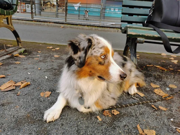 Australian Shepherd Laying Ground Looking — Stock Photo, Image