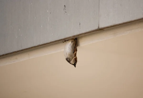 House Sparrow Passer Domesticus Hanging Roof Upside Leave Nesting Spot — Stock fotografie