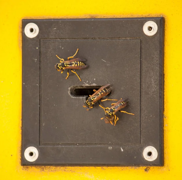 Φωλιά Σφήκας Ηλεκτρονική Κλειδαριά Στο Βερολίνο — Φωτογραφία Αρχείου