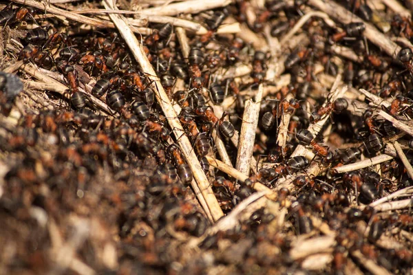 Μυρμήγκια Που Περπατούν Στον Ήλιο — Φωτογραφία Αρχείου