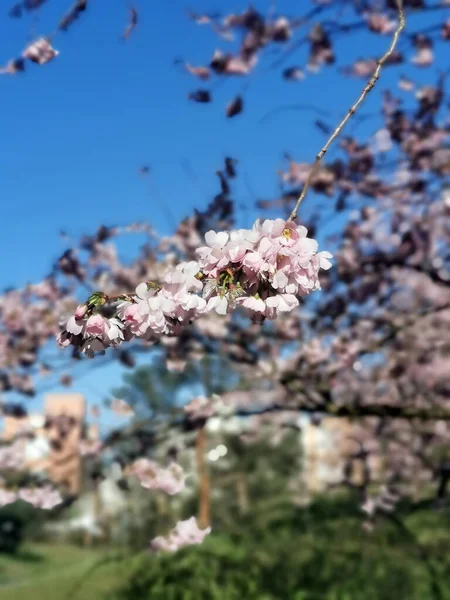 Cherry Blossom Hanging Sun — Stockfoto