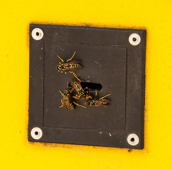 Φωλιά Σφήκας Ηλεκτρονική Κλειδαριά Στο Βερολίνο — Φωτογραφία Αρχείου