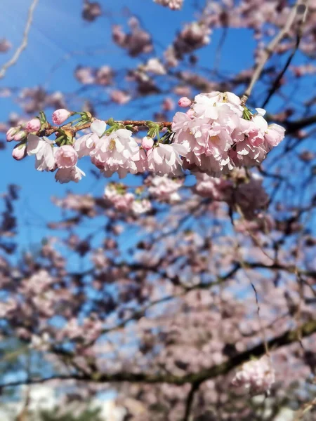 太陽の下に桜が吊るされ — ストック写真