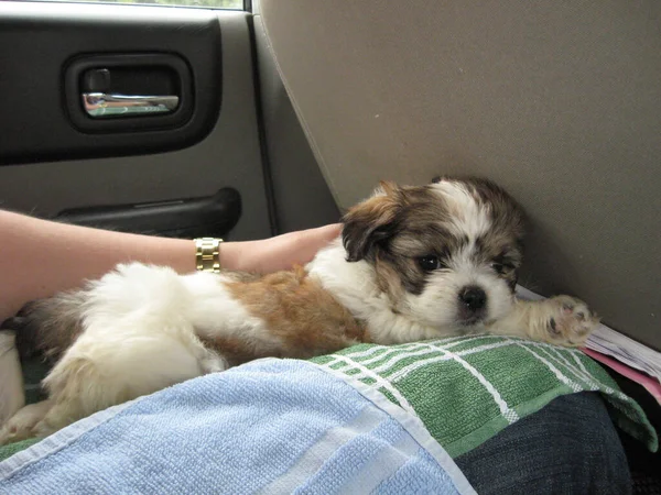 Shih Tzu Valp Väg Till Sitt Nya Hem — Stockfoto