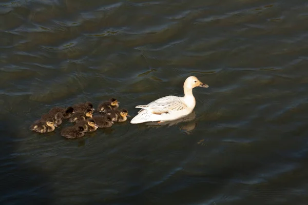 Mama Duck Swimming Her Ducklings — Stockfoto