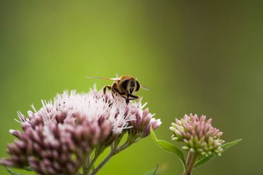 Pembe çiçekli bir arı