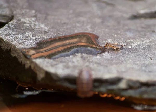 Earwig Pije Malého Množství Vody — Stock fotografie