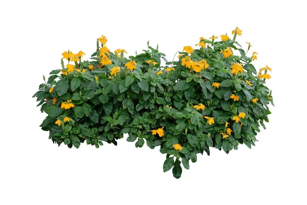 Crossandra Çiçeği Barleria Strigosa Willd Bitki Bitkisi Bush Beyaz Arka — Stok fotoğraf