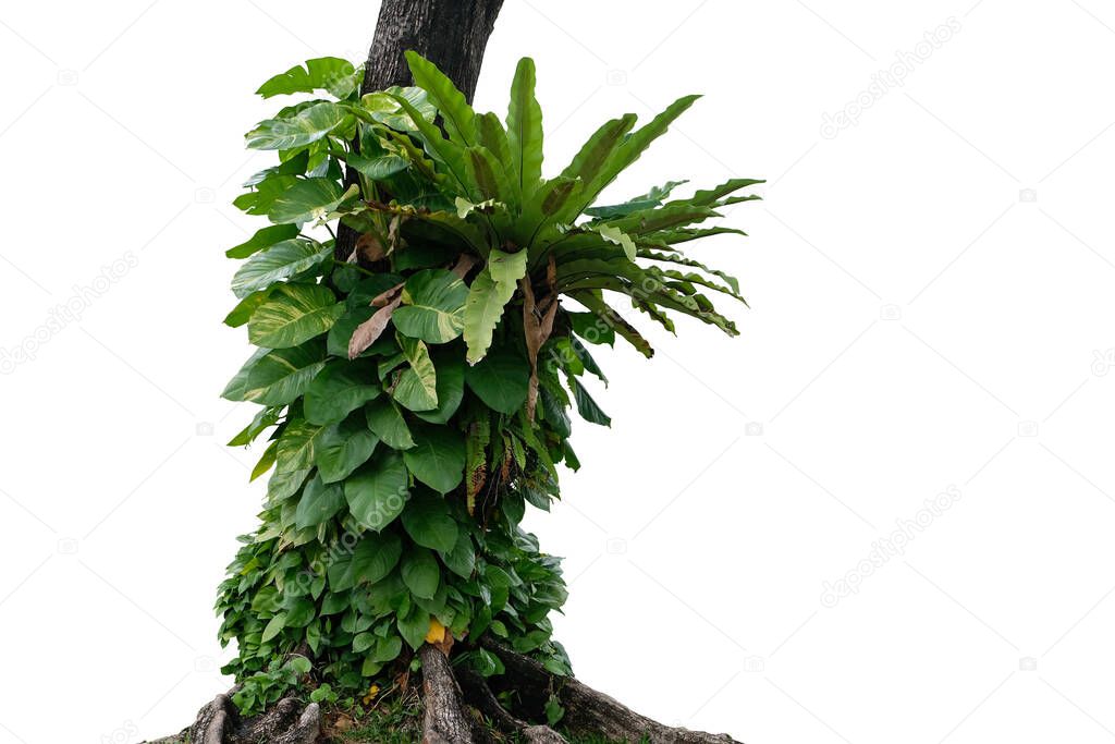 Jungle tree trunk with climbing  Devil's ivy (Epipremnum aureum) the tropical forest vine plant climbing on jungle tree trunk isolated on white background with clipping path