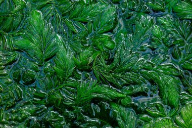 Ceratophyllum demersum in the wate