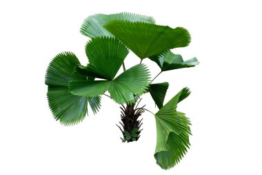 Palas Payung (Licuala grandis) Beyaz arka planda izole edilmiş palmiye ağacı. kırpma yolu ile