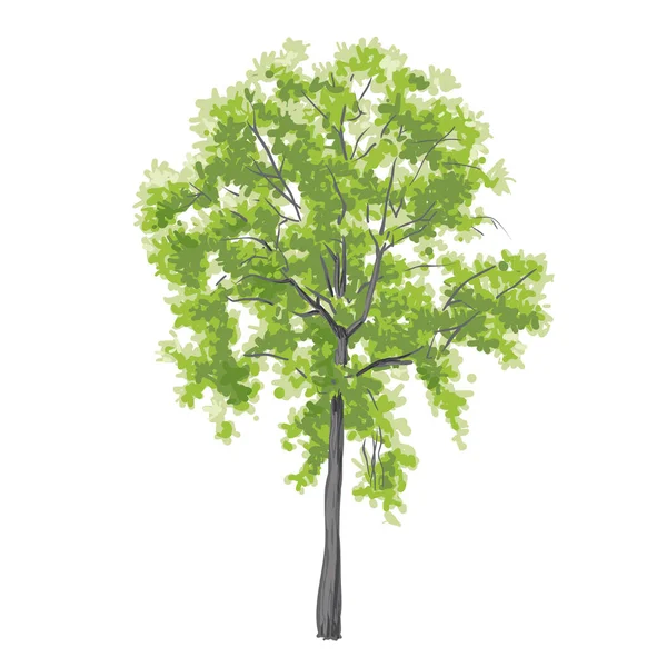 Διάνυσμα Δέντρο Ακουαρέλα Απομονώνονται Λευκό Φόντο Για Τοπίο Και Την — Διανυσματικό Αρχείο