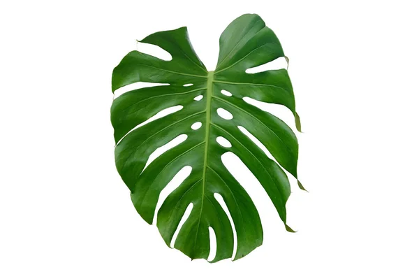Folha Verde Monstera Tropical Isolada Sobre Fundo Branco Cortando Parte — Fotografia de Stock