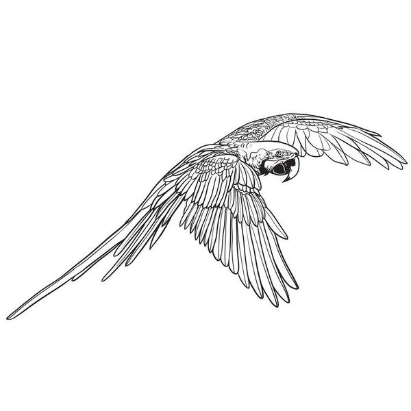 Perroquet Aras Vol Vecteur — Image vectorielle