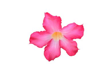 Adenyum çiçeği (Adenium obesum) veya Çöl gülü, Sahte Azalea, Pinkbignonia veya Impala zambağı veya Kemboja jepang, Beyaz ve pembe çiçek, beyaz arka planda izole edilmiştir. Clipping pat ile