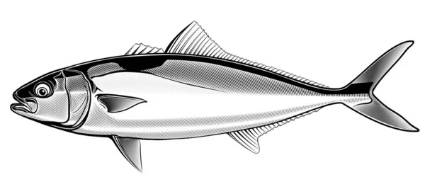 Yellowtail Fish Japanese Amberjack Ilustración Vectorial — Vector de stock