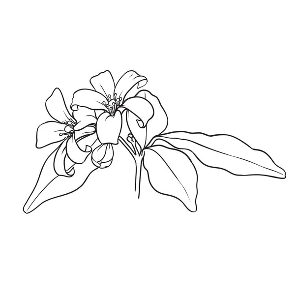 Помаранчева Квітка Джессаміну Вручну Ілюстрація Вектора Чорний Контур — стоковий вектор