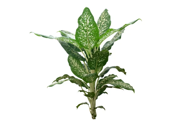 Dumb Cane Dieffenbachia Green Tropical Foliage Plant Isolated White Background — 스톡 사진