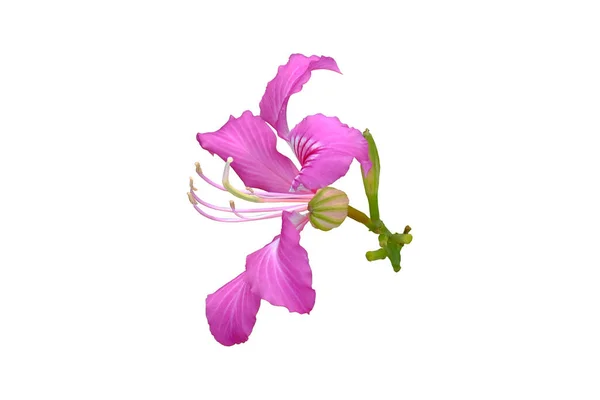 Bauhinia Purpurea Flower Hong Kong Orchid Isolated White Background Clipping — Stock Photo, Image