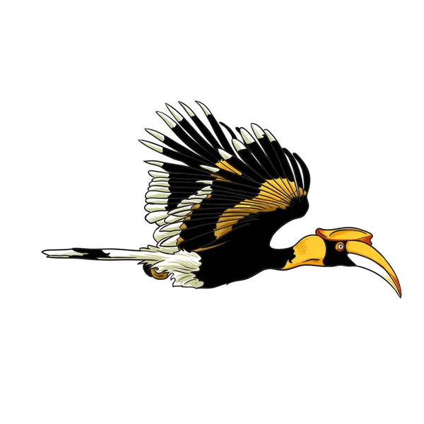 Wielki Hornbill Latający Białym Tle Ilustracja Wektor — Wektor stockowy