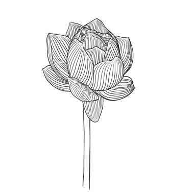 Vektör Lotus çiçek botanik çiçekler. Yabani bahar yaprağı kır çiçeği izole. Siyah ve beyaz oyulmuş mürekkep sanatı. Beyaz arka planda izole lotus illüstrasyon elemanı.