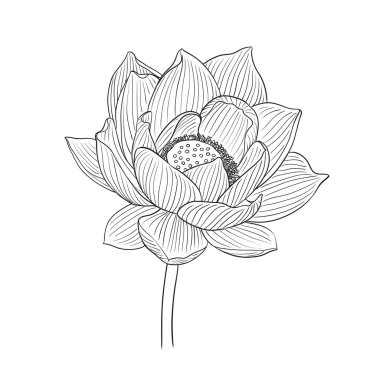 Vektör Lotus çiçek botanik çiçekler. Yabani bahar yaprağı kır çiçeği izole. Siyah ve beyaz oyulmuş mürekkep sanatı. Beyaz arka planda izole lotus illüstrasyon elemanı.