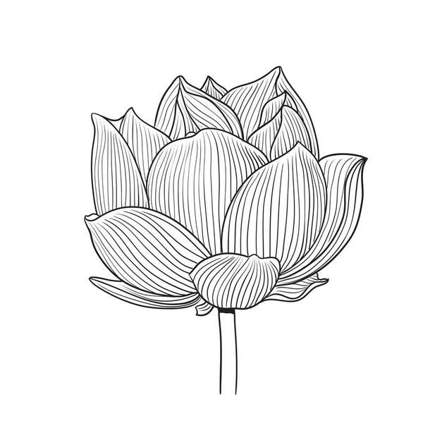 Lilie Tattooストックベクター ロイヤリティフリーlilie Tattooイラスト ページ 12 Depositphotos