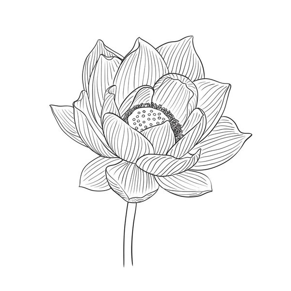 Vektör Lotus çiçek botanik çiçekler. Yabani bahar yaprağı kır çiçeği izole. Siyah ve beyaz oyulmuş mürekkep sanatı. Beyaz arka planda izole lotus illüstrasyon elemanı.