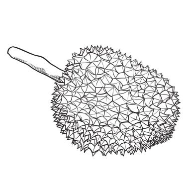 Beyaz zemin üzerinde el çizimi durian mürekkep biçimi, Durian Fruit King Hand çizilmiş (vektör eps10)