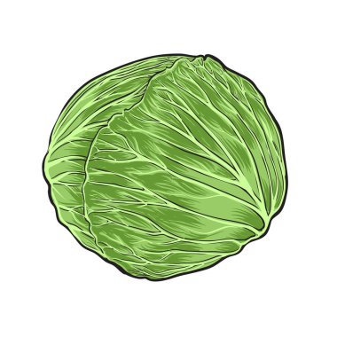 Lahana. Beyaz arkaplanda izole edilmiş sebzeler çizdim.