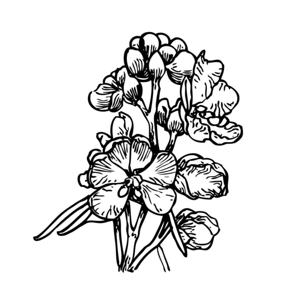 Ilustración Vectorial Dibujada Mano Con Planta Medicinal Alexandrine Senna Aislada — Archivo Imágenes Vectoriales