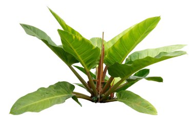 Philodendron (Philodendron sp. Beyaz arka planda, kırpma yolu, kalp şeklindeki yapraklarla, Philodendron iyi sevilen dekoratif ve ev bitkilerinden biridir..