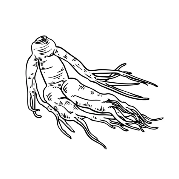 Σχεδιασμένο Σκίτσο Χεριού Ginseng — Διανυσματικό Αρχείο