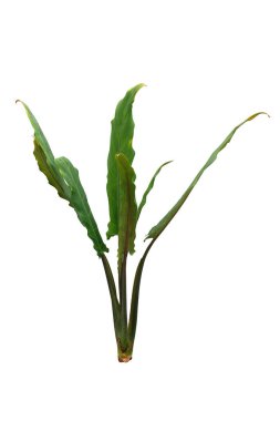 Alocasia Lauterbachiana bitkisi, House bitkisi, beyaz arka planda kırpma yolları ile izole edilmiş.
