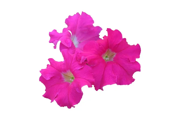 Pink Petunias Bloom Green Foliage Beautiful Home Plants Isolated White — 스톡 사진
