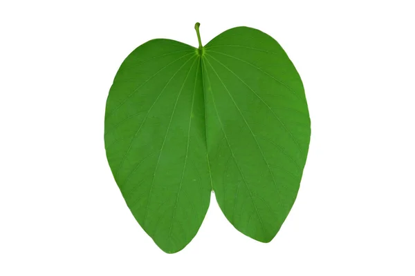Green Bauhinia Purpurea Leaf Isolated White Background Clipping Path Common — Foto Stock