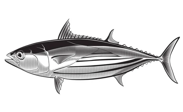 Skipjack Tuna Vector Illustration Isolated White Background Black White Graphics — Διανυσματικό Αρχείο