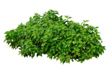 Tropical plant bush tree isolated on white background with clipping path,kidney tea plan