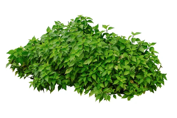 Tropische Plant Bush Boom Geïsoleerd Witte Achtergrond Met Clipping Pad — Stockfoto