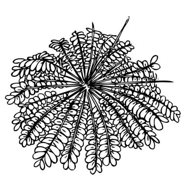 El yapımı biophytum duyarlı bitki. Vektör çizimi. İzole illüstrasyon ögesi.