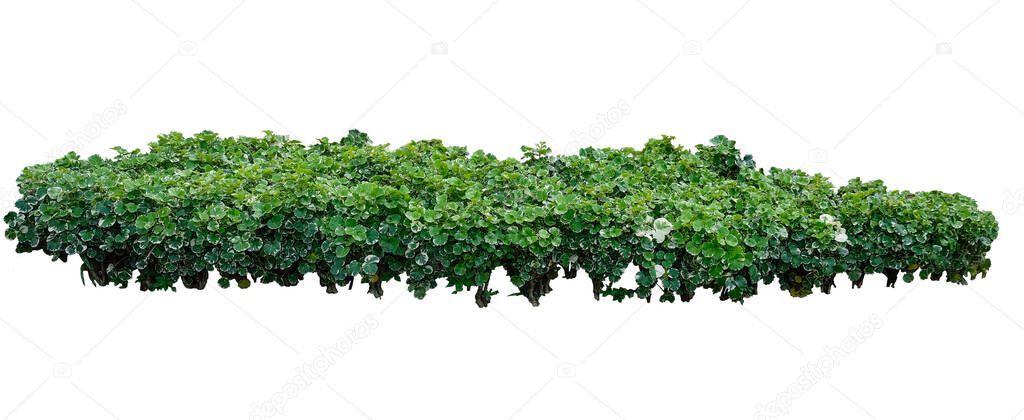  Bush  green tree isolated tropical plant with clipping path. Polyscias fruticosa Harms tree