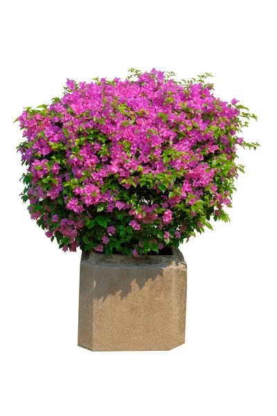 Pink Bougainvillea Flowers Flower Pot Isolated White Background Clipping Path — ストック写真