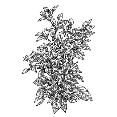 Hand drawn sketch black and white of Chilli peppers plant , sketch illustration vector