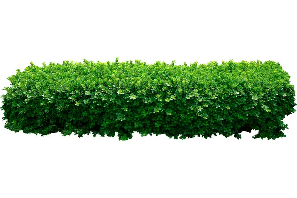 Ficus Microcarpa Shrub Tree  isolated on white background included clipping path