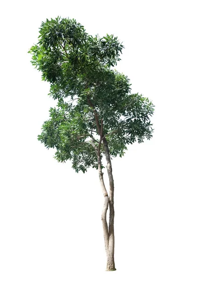 Tabebuia Aurea Isolated Tree Gold Paraguayan Silver Trumpet Tabebuia Aurea — Foto Stock