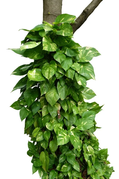 Devil\'s ivy (Epipremnum aureum) the tropical forest vine plant climbing on jungle tree trunk isolated on white background, clipping path